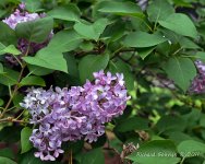 DSC_5729 72dpi.jpg