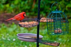 Bird Buffet.jpg