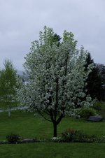 May 16, 2011Tree in the Rain at Dusk.jpg