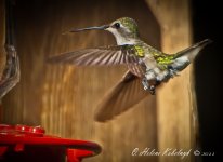 _DSC0505-Edit-Edit.jpg
