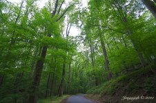 136-forest.jpg