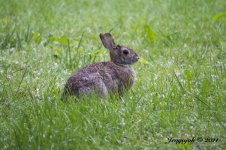 137-Bunny.jpg