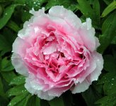 One lonely Peony.jpg