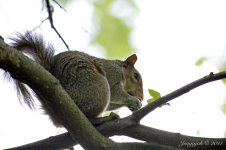 138-squirrel.jpg