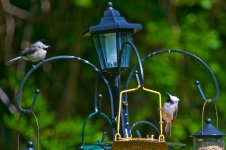 Birds.jpg