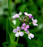 Violet flower.jpg