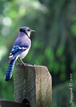 139-blue jay.jpg