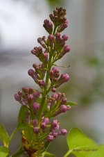 lilacs.jpg