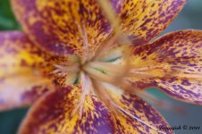 140-Lily.jpg