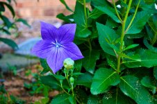 Another Flower.jpg