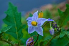 Sumkinda Weed Flower.jpg