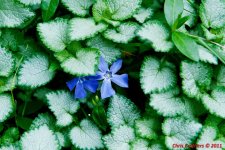 May 22, 2011 Flower-.JPG