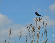 DSC_6354.jpg