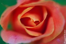 143-rose.jpg