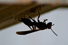 Wasp.jpg