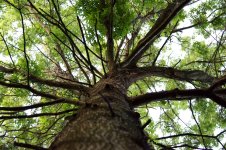 144-Tree.jpg