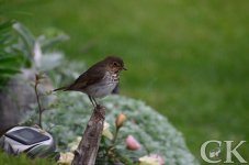 bird may 23 2011.JPG