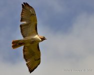 DSC_6440.jpg