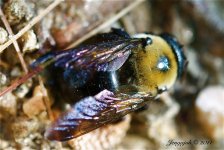 146-bumblebee.jpg