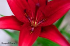 147-Red Lily.jpg
