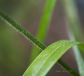 grass.jpg