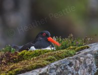 Oystercatcher on nest crop.jpg