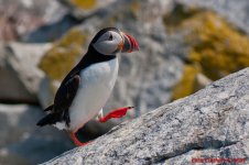 May 30, 2011 Puffin-1.JPG