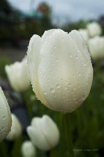 White tulip.jpg