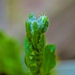 Tabletop Garden Lettuce Leaf.jpg