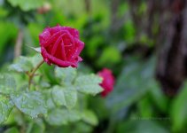 Garden_rose.jpg