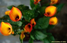 a DSC_5932_3_4_fused-1.JPG