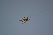 Insect Wallenda.jpg