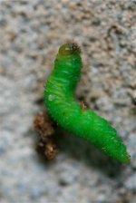 155-worm.jpg