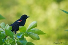 157-red winged black bird.jpg