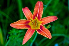 Tiger Lily.jpg