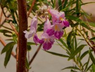 Dessert Flower.jpg