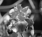 B&W 1.jpg B&W 1.jpg