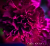_DSC0134-Edit-Edit-Edit.jpg