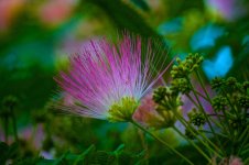 Mimosa Blossom.jpg