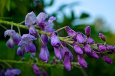 Wisteria.jpg