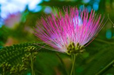 Mimosa Blossom.jpg