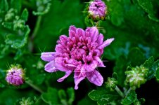 Mums the Word.jpg