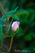 _SSC0109.jpg