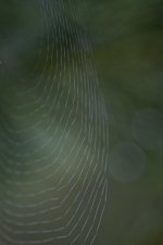 Early Morning Web.jpg