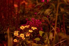 DSC_0053.jpg