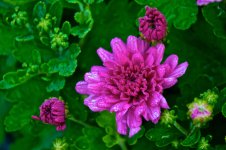 More Mums.jpg