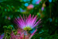 Mimosa Blossom.jpg