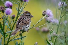 164-Sparrow.jpg