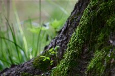moss.jpg