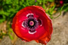 Red Flower.jpg